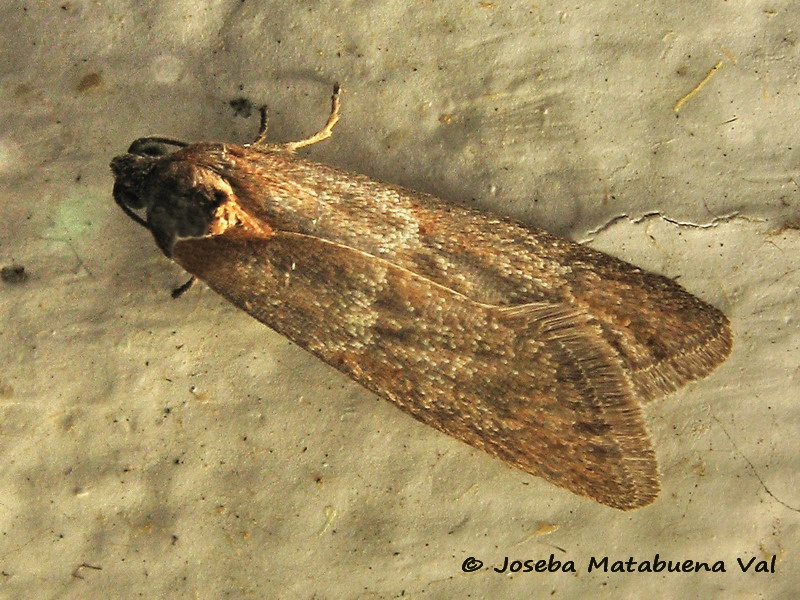 Micro da id.: Tortricodes alternella, Tortricidae